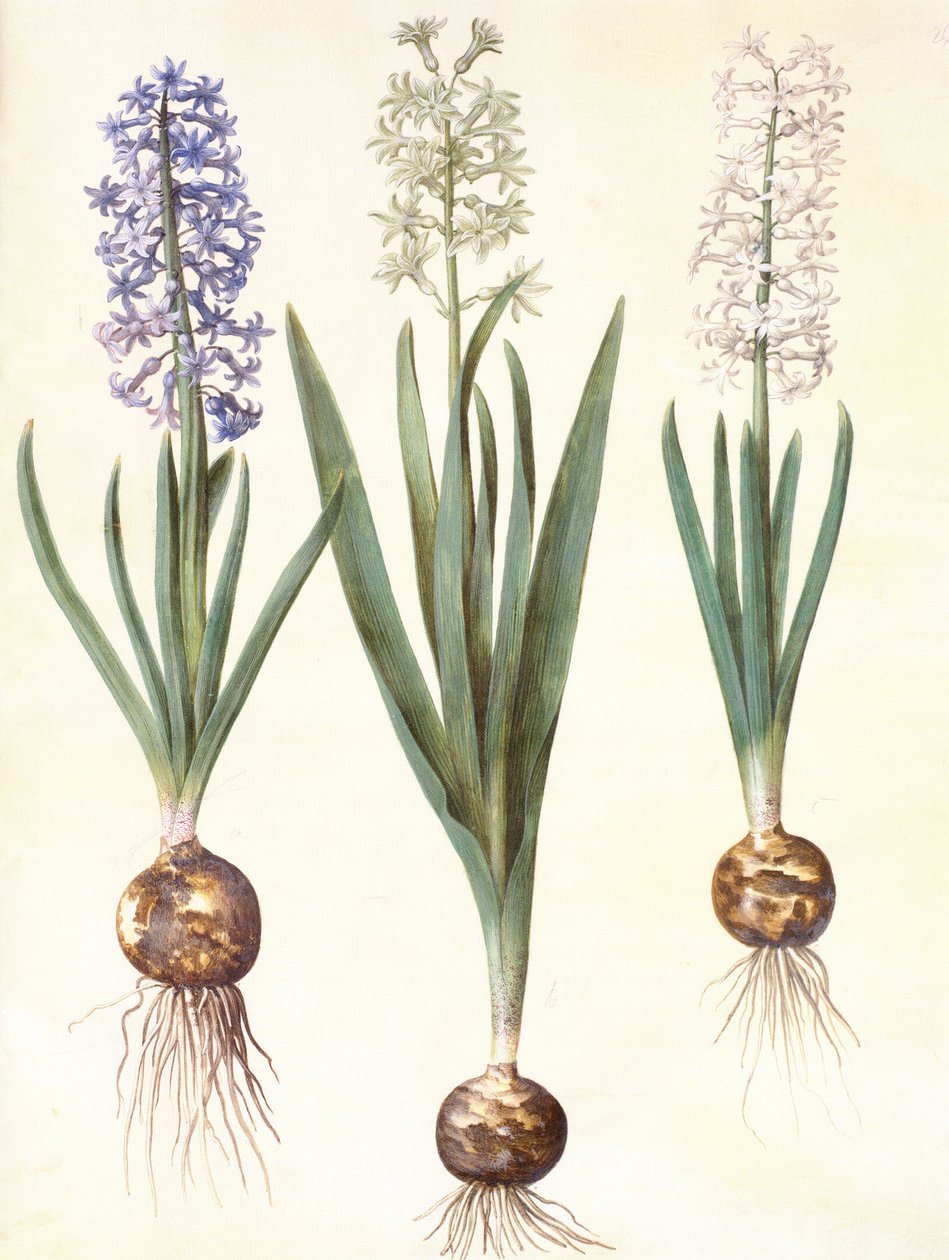 Hyacinthoides orientalis simp et pl da Hans Simon Holtzbecker