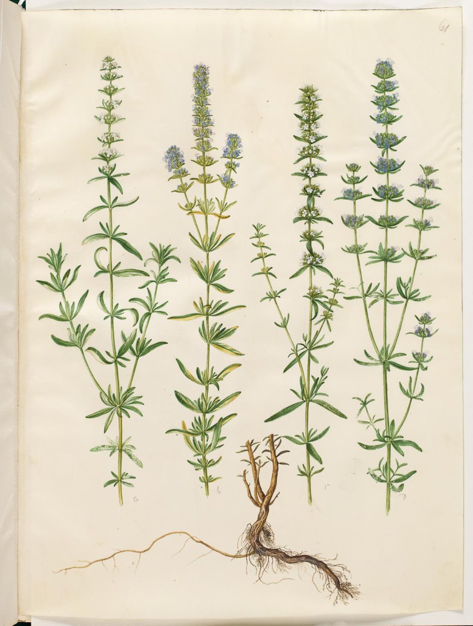 Hyssopus officinalis (issopo vero) da Hans Simon Holtzbecker
