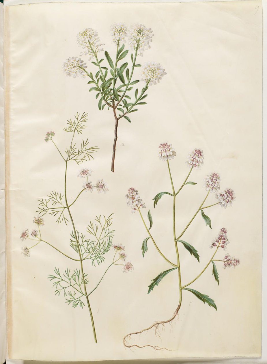 Iberis sempervirens; Coriandrum sativum; Iberis amara da Hans Simon Holtzbecker