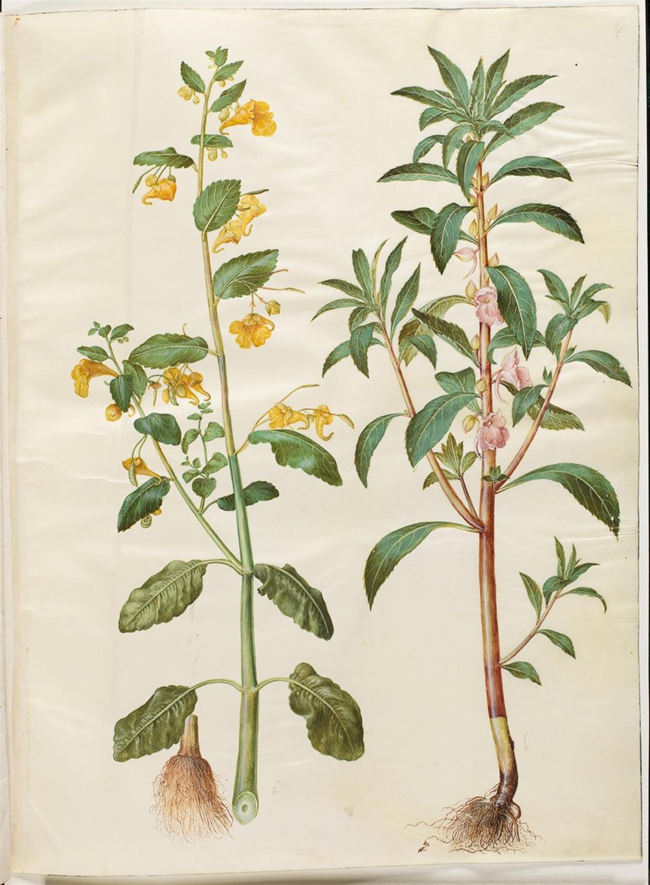 Impatiens noli-tangere (balsamina selvatica); Impatiens balsamina (balsamina da giardino) da Hans Simon Holtzbecker