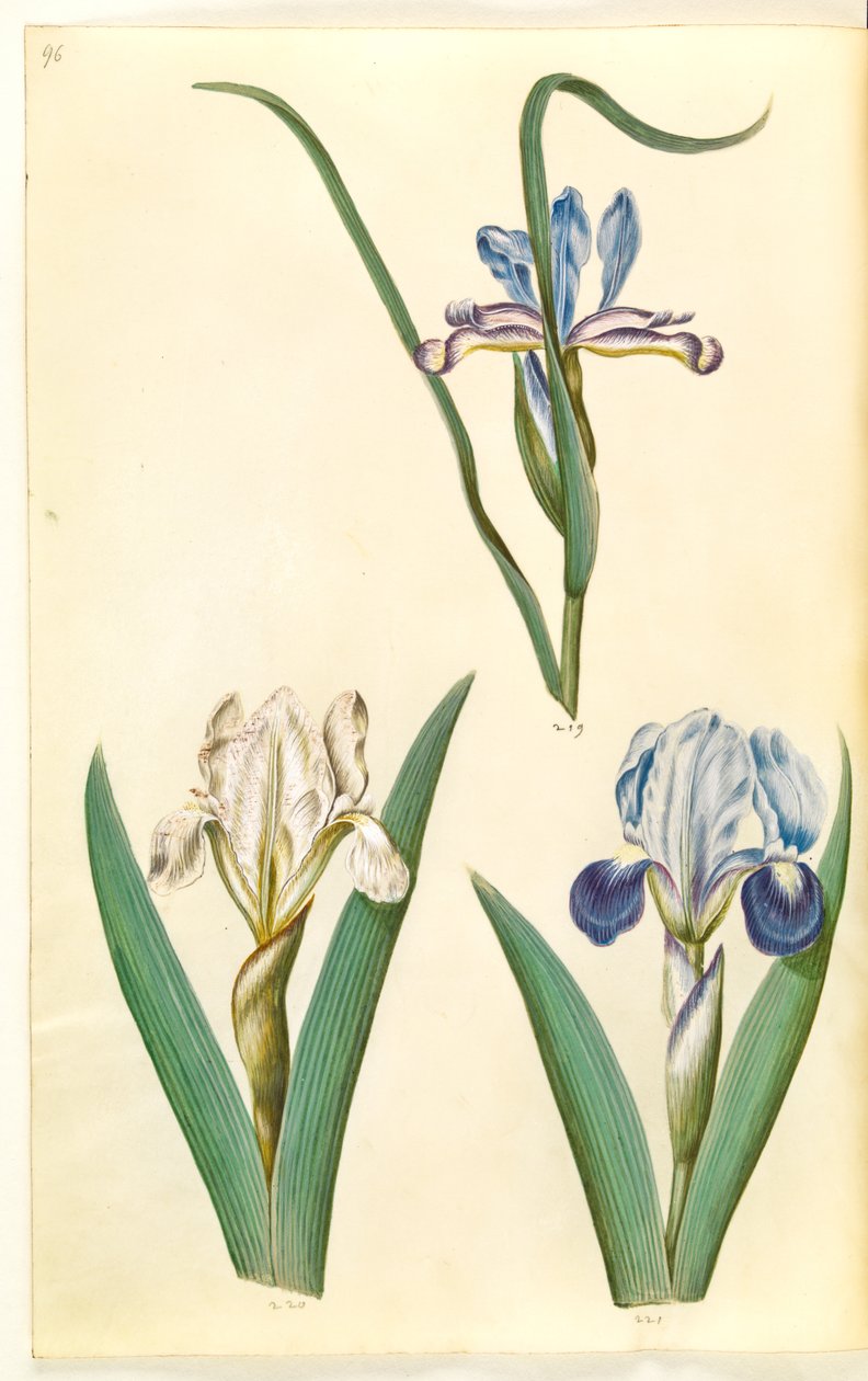 Iris graminea (iris a foglia d