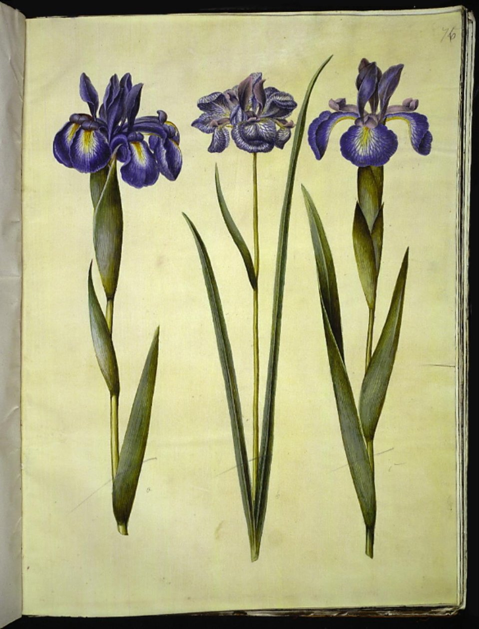 Iris latifolia; Iris sibirica da Hans Simon Holtzbecker