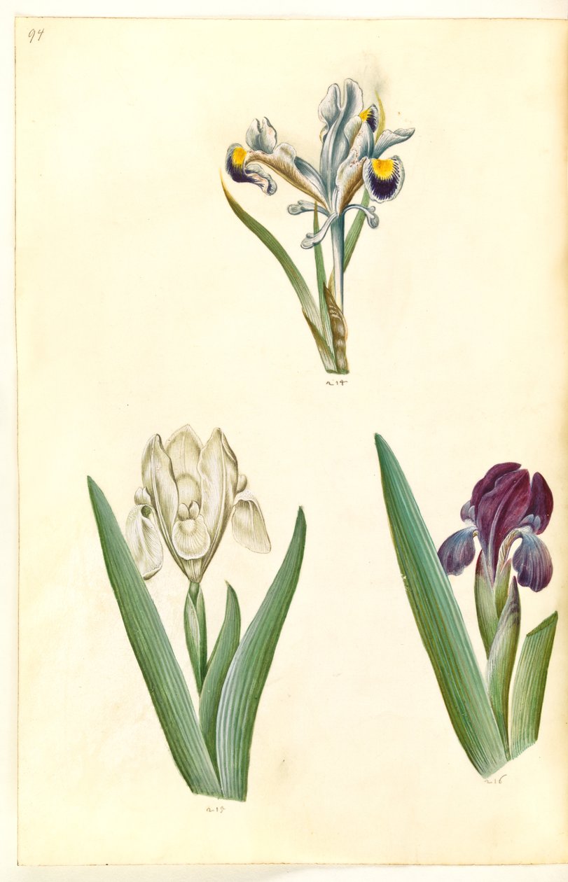 Iris persica (iris persiano); Iris lutescens o Iris pumila (?) (iris nano o iris basso) da Hans Simon Holtzbecker