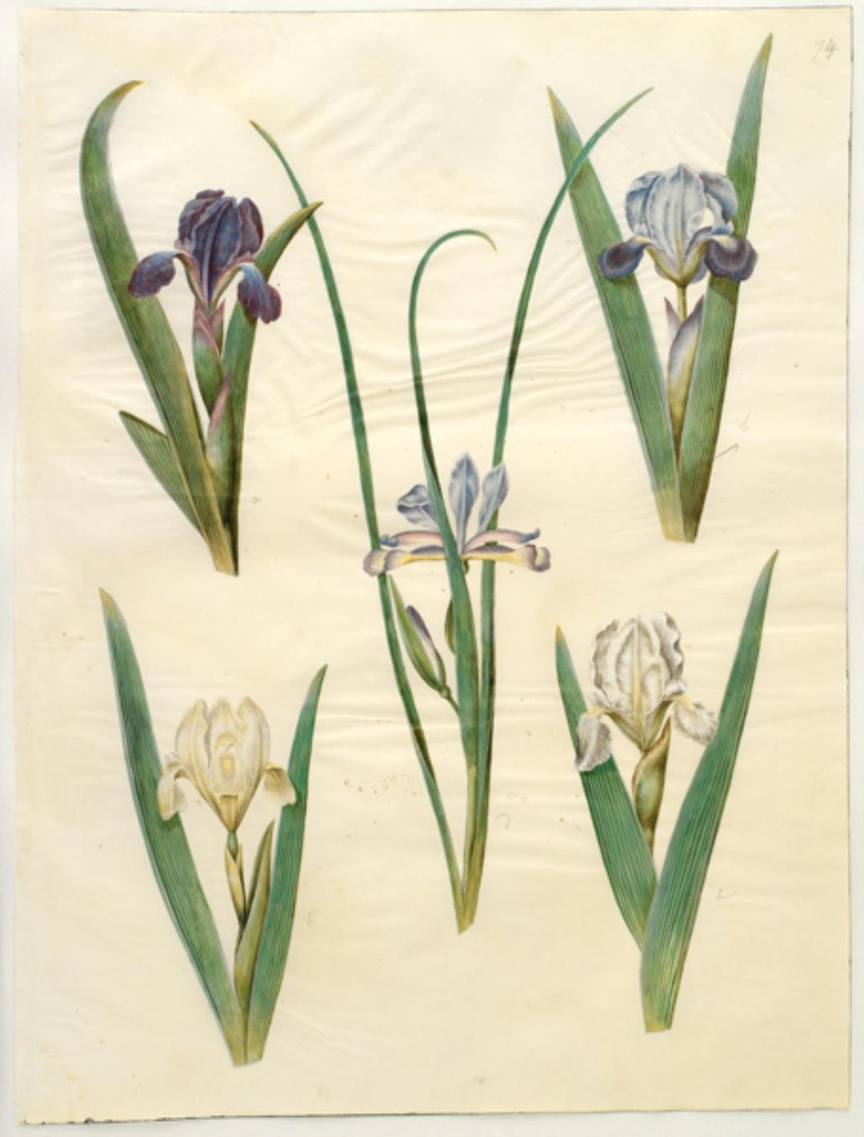 Iris pumila (iris lavanda) o Iris lutescens (iris nano); Iris graminea (iris a foglia d