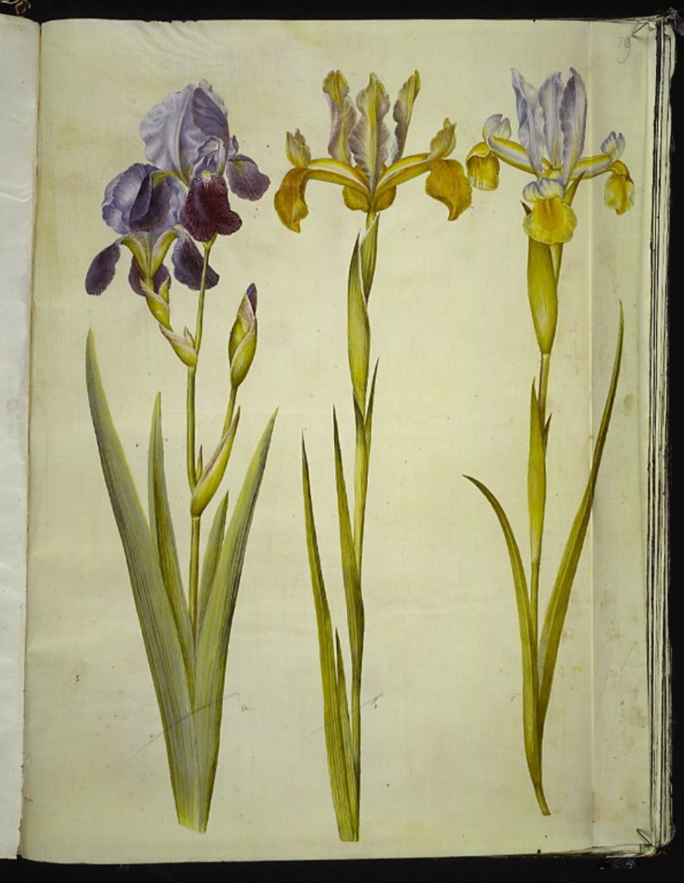 Iris ×sambucina (iris di sambuco); Iris latifolia (iris inglese) da Hans Simon Holtzbecker