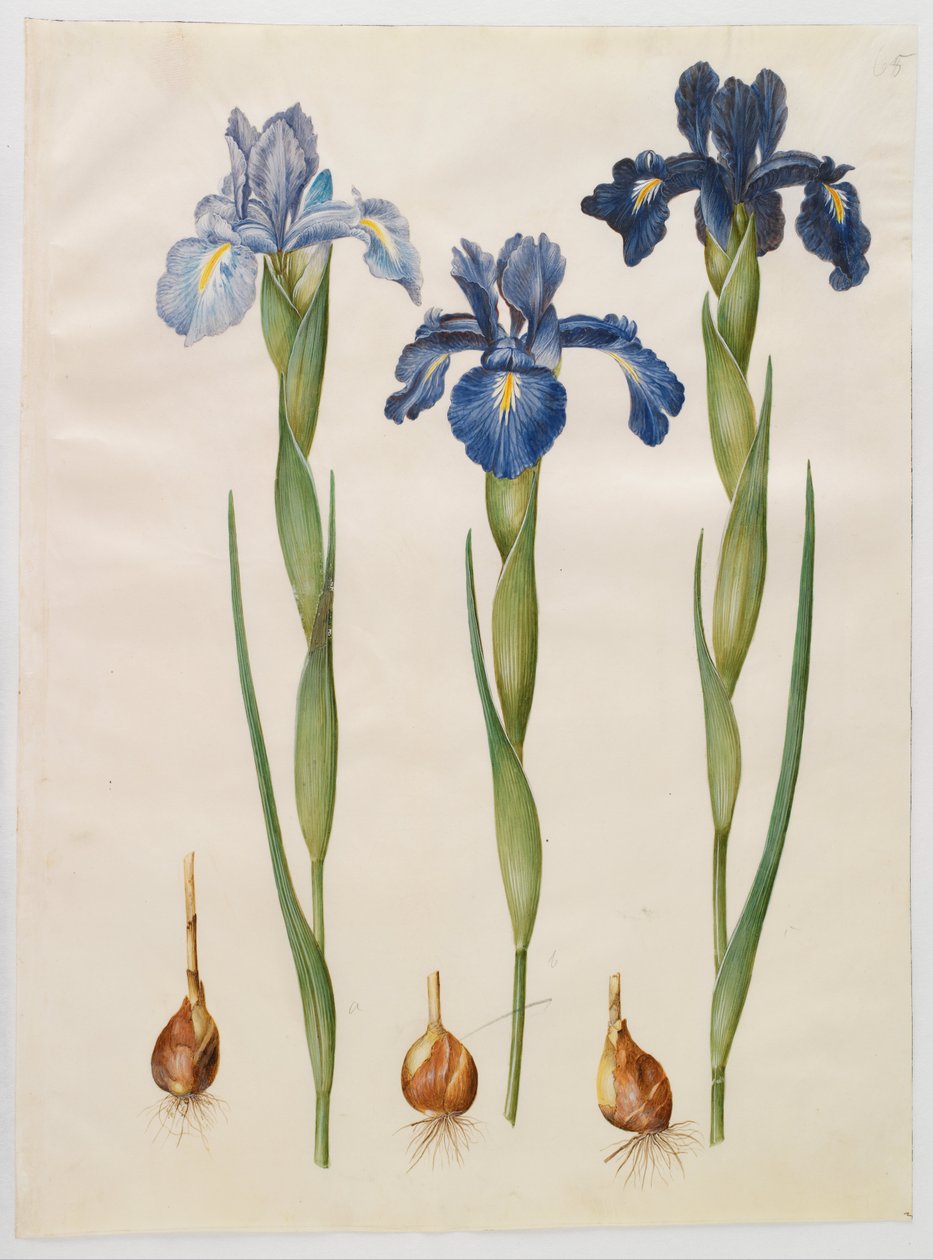Iris xiphioides da Hans Simon Holtzbecker