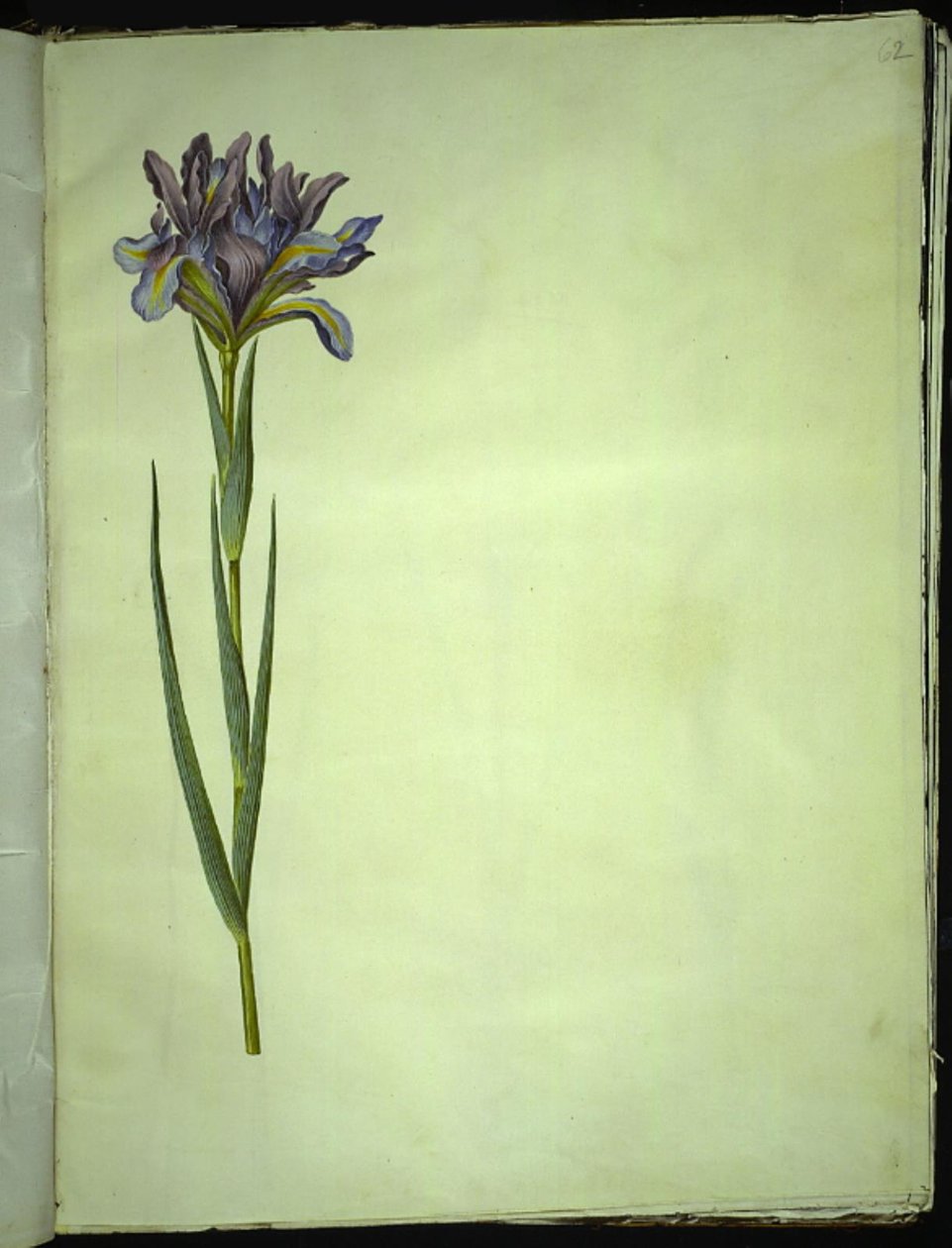 Iris xiphium (iris spagnolo) da Hans Simon Holtzbecker