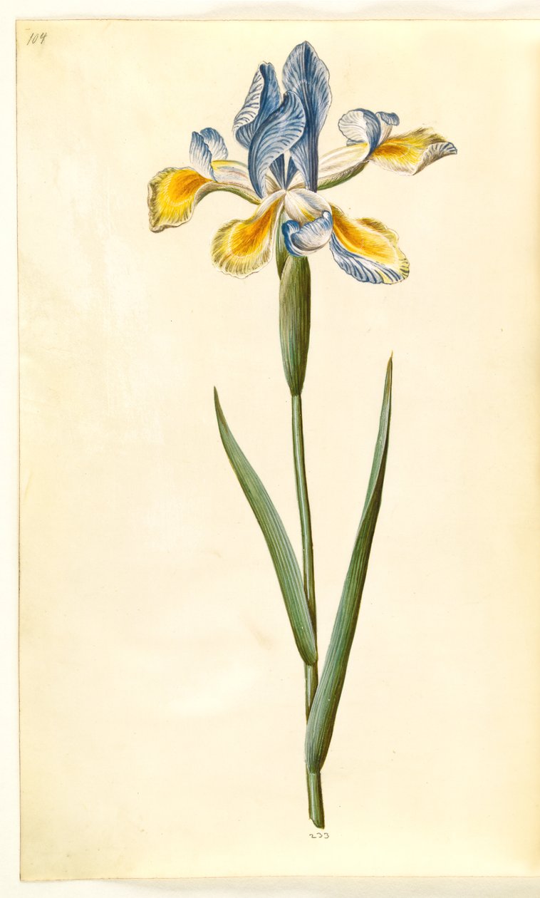Iris xiphium (iris spagnolo) da Hans Simon Holtzbecker