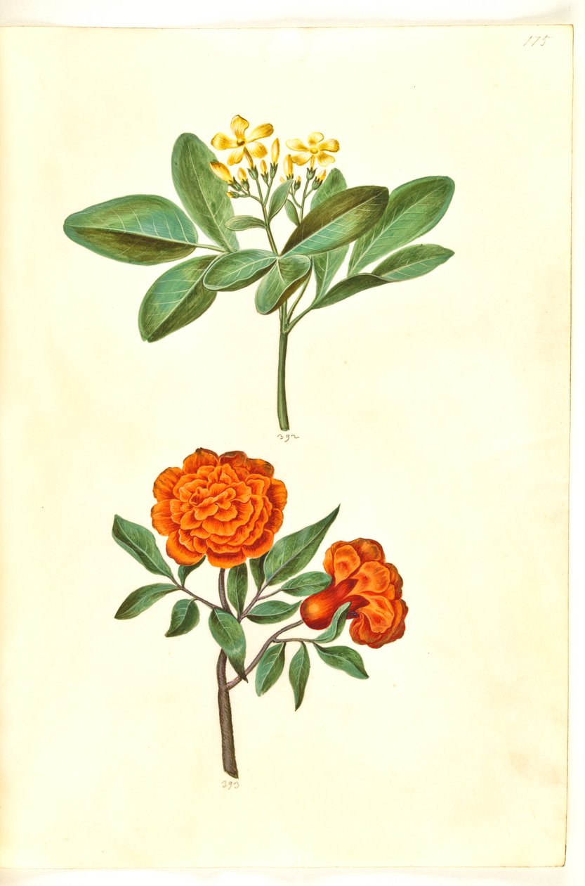 Jasminum odoratissimum (gelsomino); Punica granatum (melograno) da Hans Simon Holtzbecker