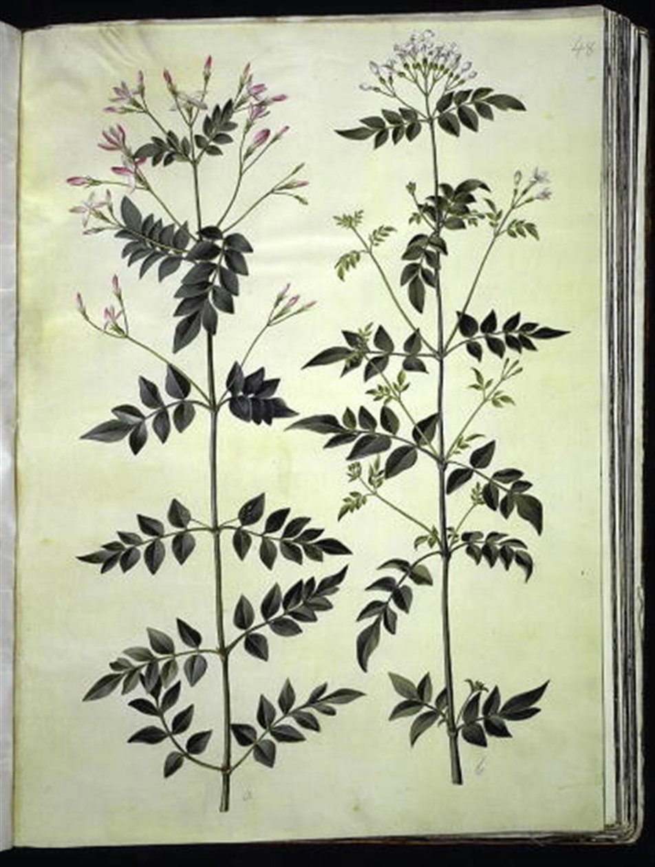 Jasminum officinale (gelsomino comune) da Hans Simon Holtzbecker