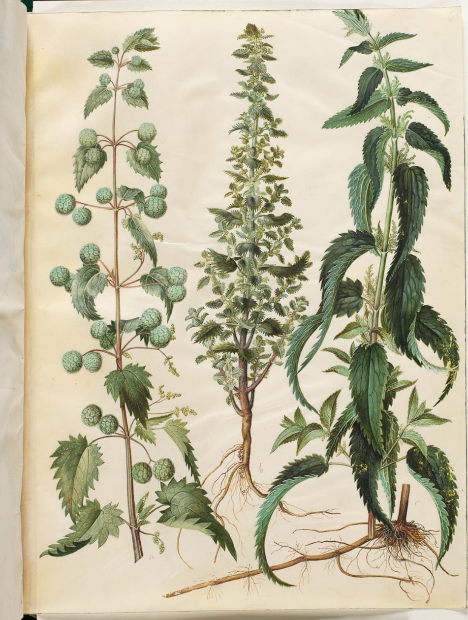 Kksgb2950/65 Urtica pilulifera (ortica romana); Urtica urens (piccola ortica); Urtica dioica (grande ortica) da Hans Simon Holtzbecker