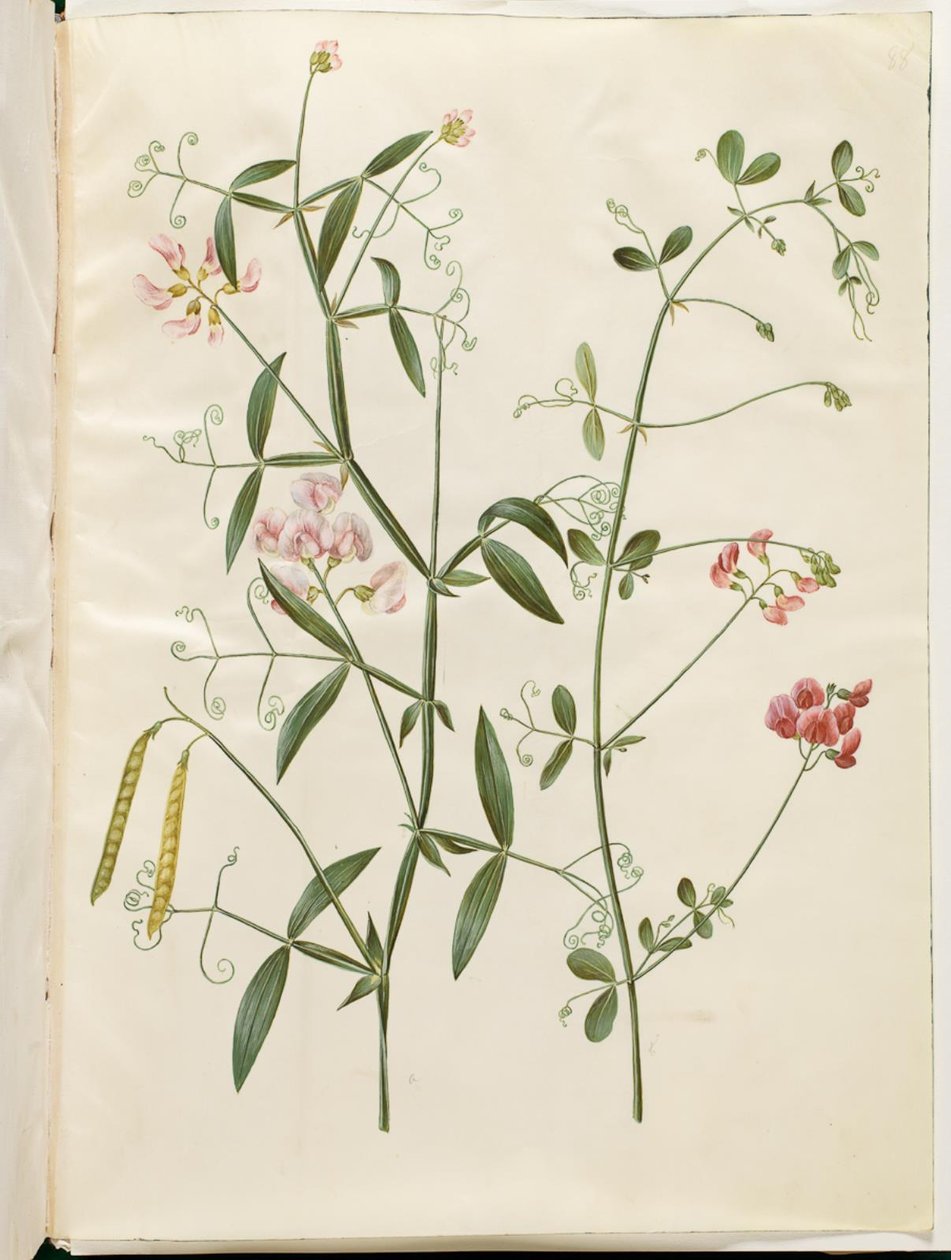 Lathyrus sylvestris; Lathyrus tuberosus da Hans Simon Holtzbecker