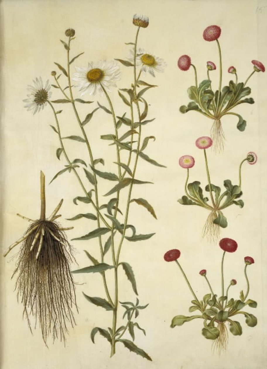 Leucanthemum vulgare (margherita comune); Bellis perennis (pratolina comune) da Hans Simon Holtzbecker