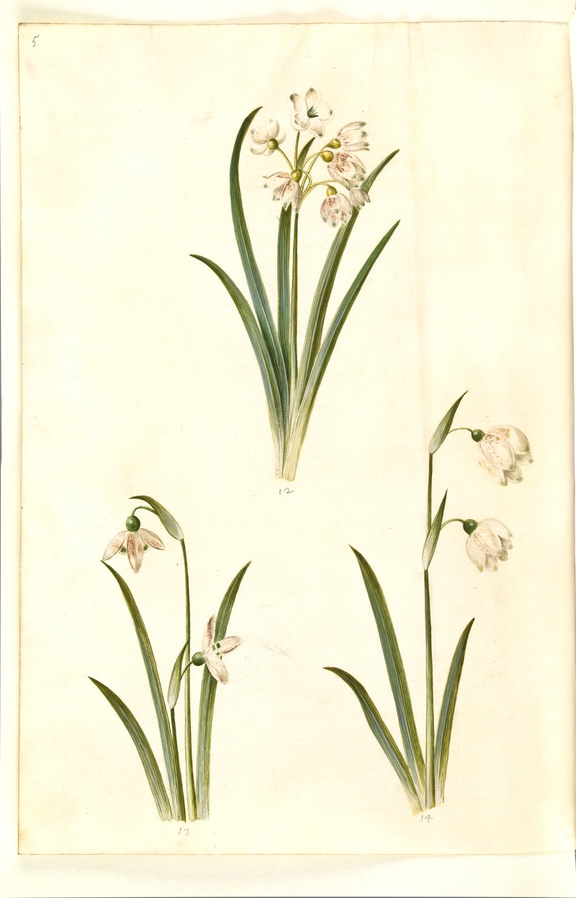 Leucojum aestivum (campanellino estivo); Galanthus nivalis (bucaneve comune); Leucojum vernum (campanellino di primavera) da Hans Simon Holtzbecker