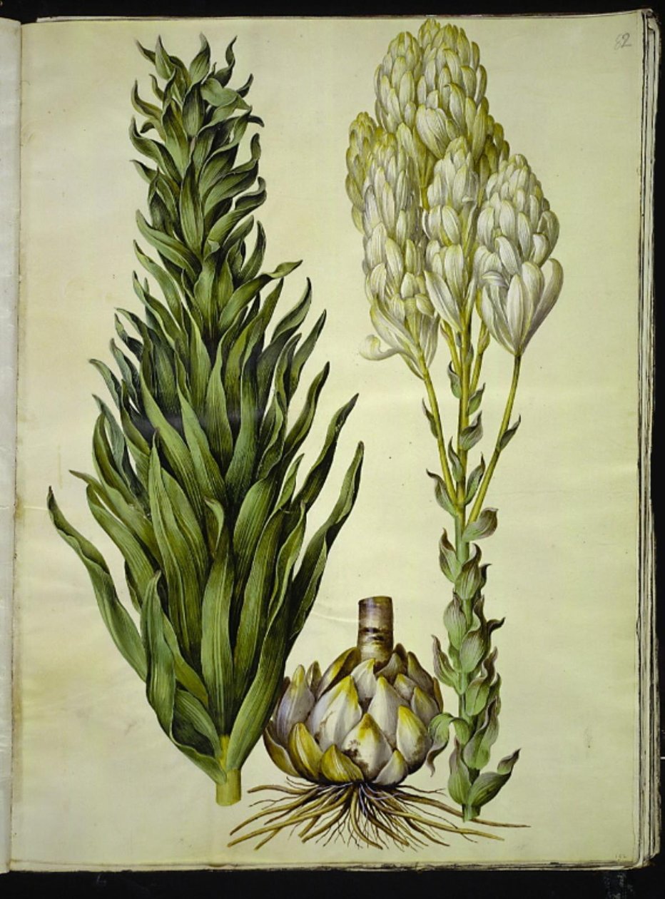 Lilium candidum (giglio della Madonna) da Hans Simon Holtzbecker