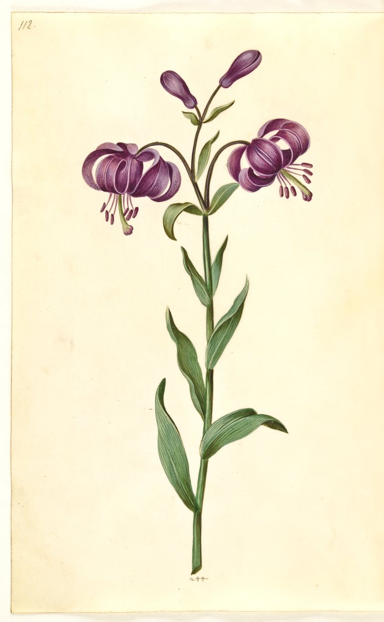 Lilium martagon da Hans Simon Holtzbecker
