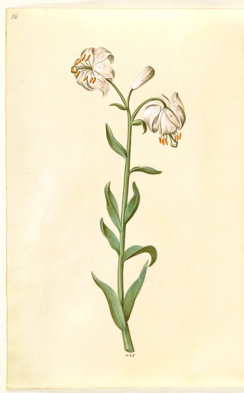 Lilium martagon da Hans Simon Holtzbecker