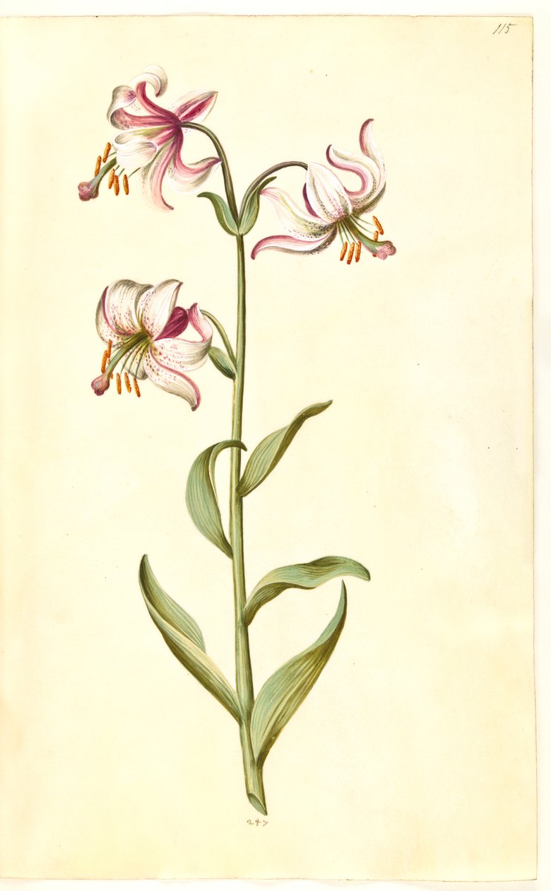Lilium martagon (giglio martagone) da Hans Simon Holtzbecker