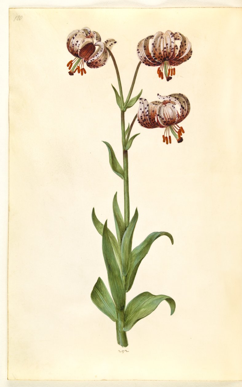 Lilium martagon (giglio martagone) da Hans Simon Holtzbecker
