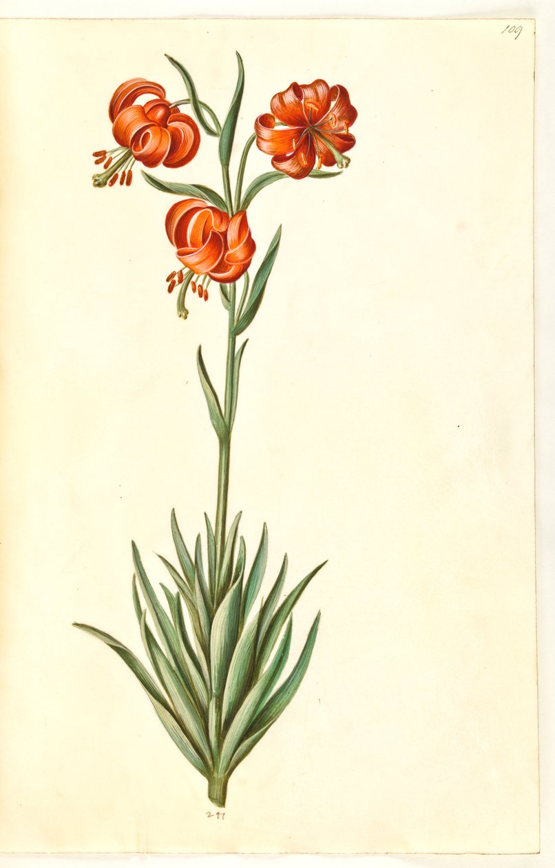 Lilium pomponium da Hans Simon Holtzbecker