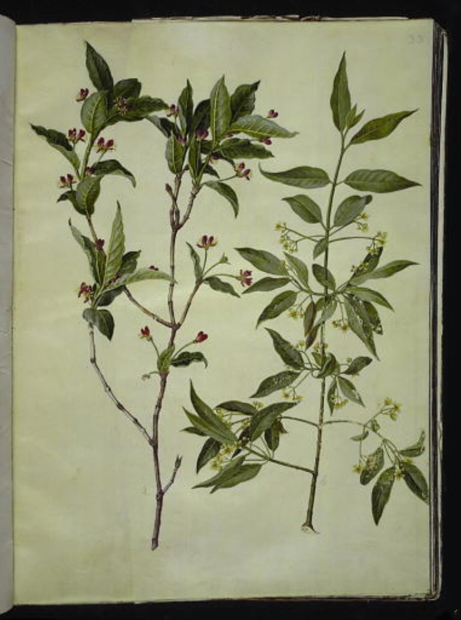 Lonicera alpigena; Euonymus europaeus da Hans Simon Holtzbecker