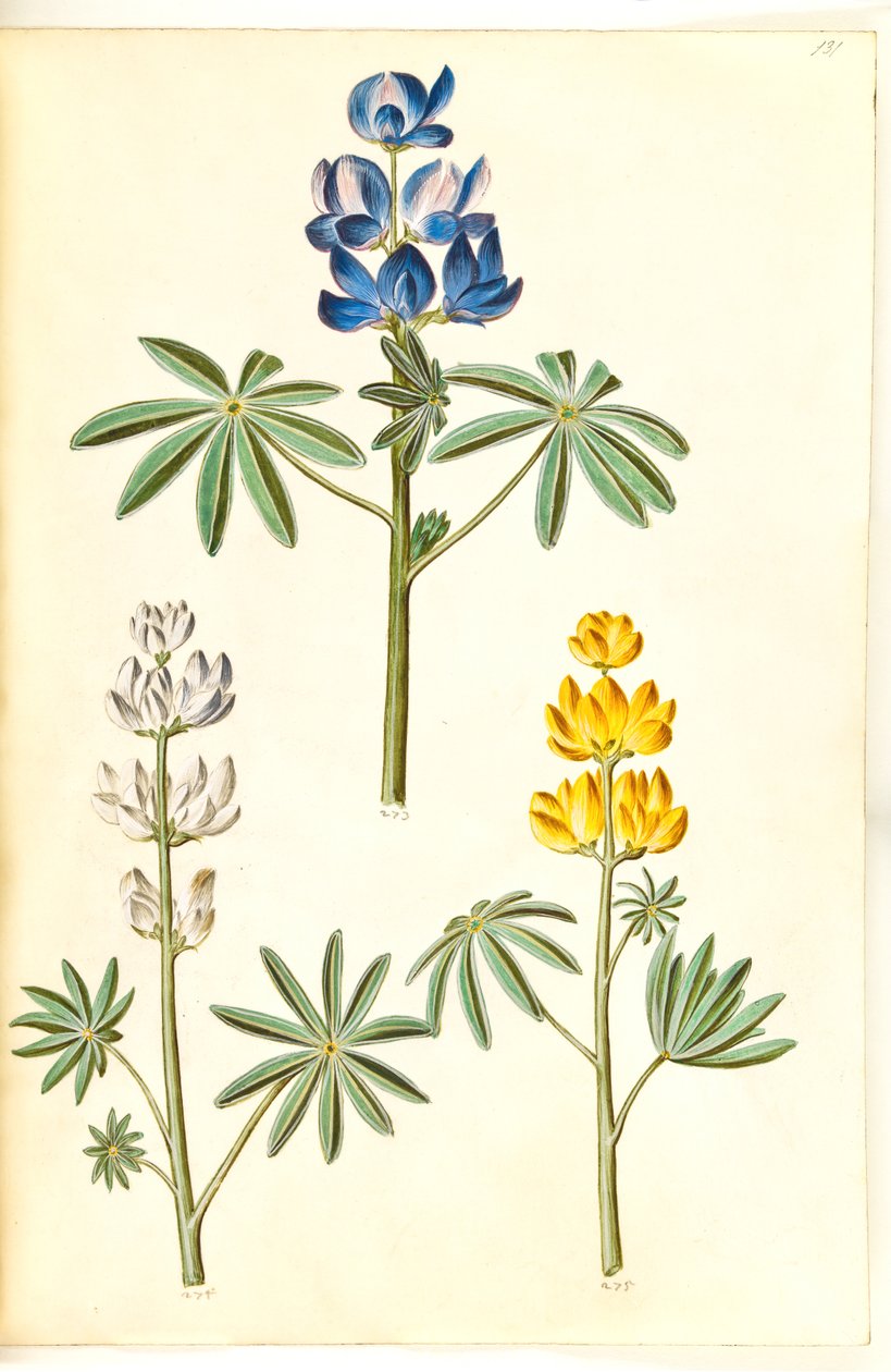 Lupinus pilosus (lupino blu); Lupinus albus (lupino bianco); Lupinus luteus (lupino giallo) da Hans Simon Holtzbecker