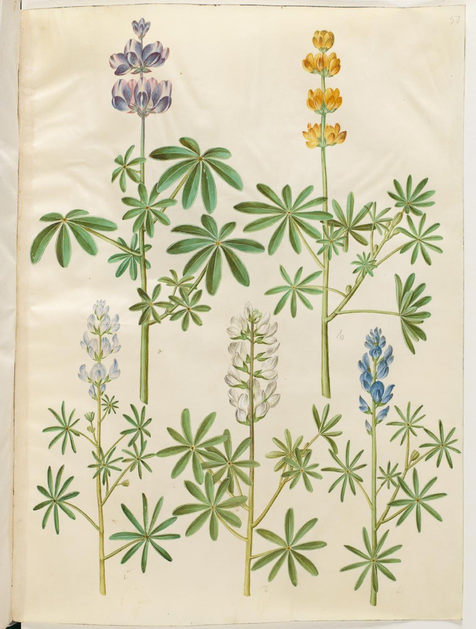 Lupinus pilosus (lupino blu); Lupinus luteus (lupino giallo); Lupinus angustifolius (lupino a foglie strette); Lupinus albus (lupino bianco) da Hans Simon Holtzbecker