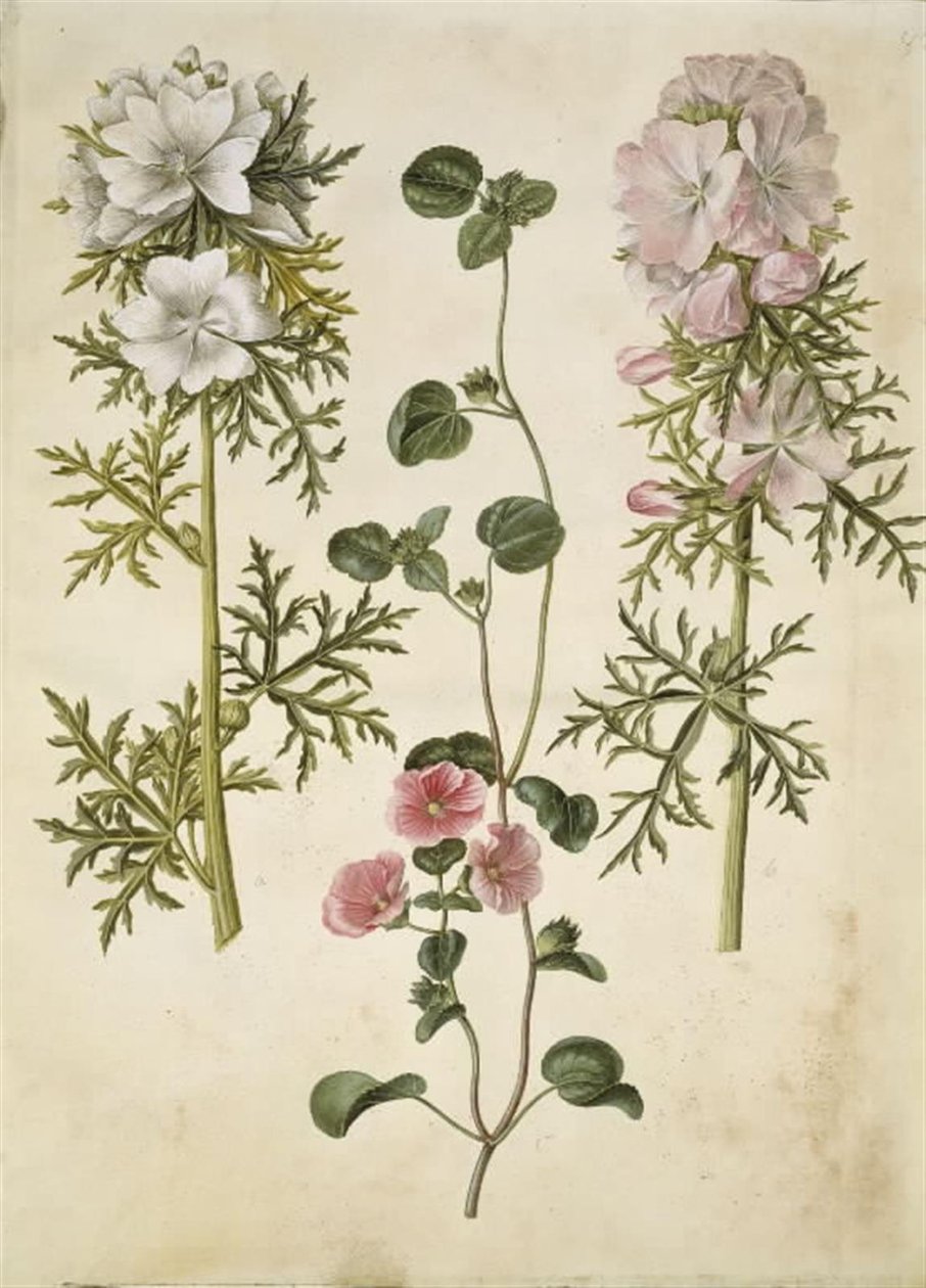 Malva moschata; Malva o Malope da Hans Simon Holtzbecker