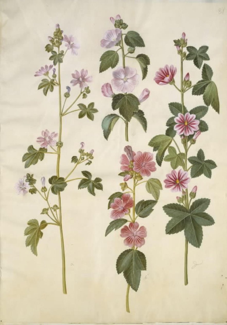 Malva sylvestris (malva comune); Lavatera thuringiaca (lavatera tedesca) da Hans Simon Holtzbecker
