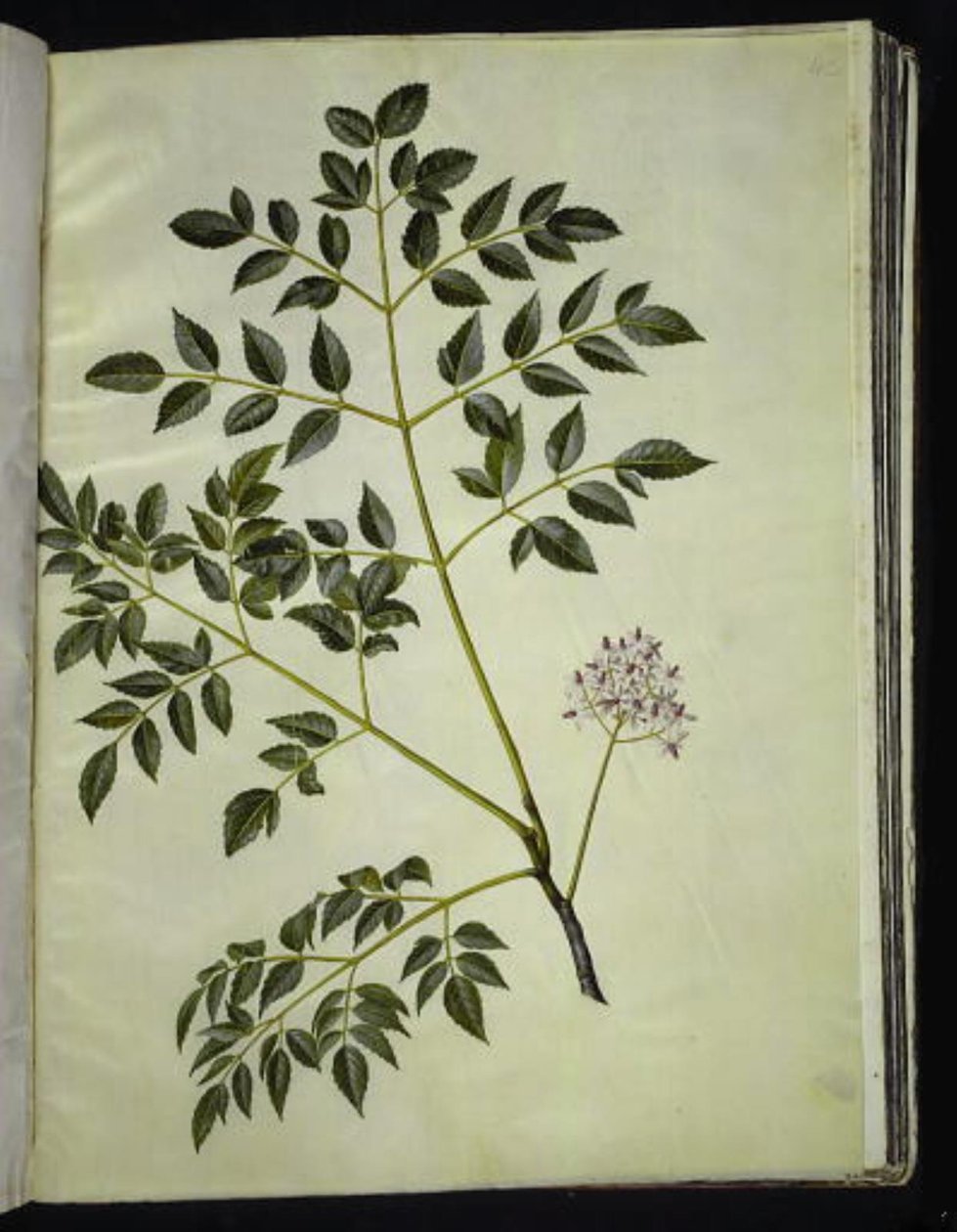Melia azedarach (albero paternoster) da Hans Simon Holtzbecker