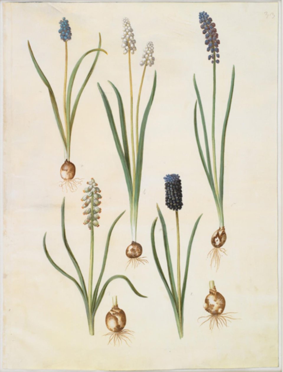 Muscari botryoides (giacinto a grappolo comune); Muscari racemosum (giacinto a grappolo muschiato); Muscari neglectum da Hans Simon Holtzbecker