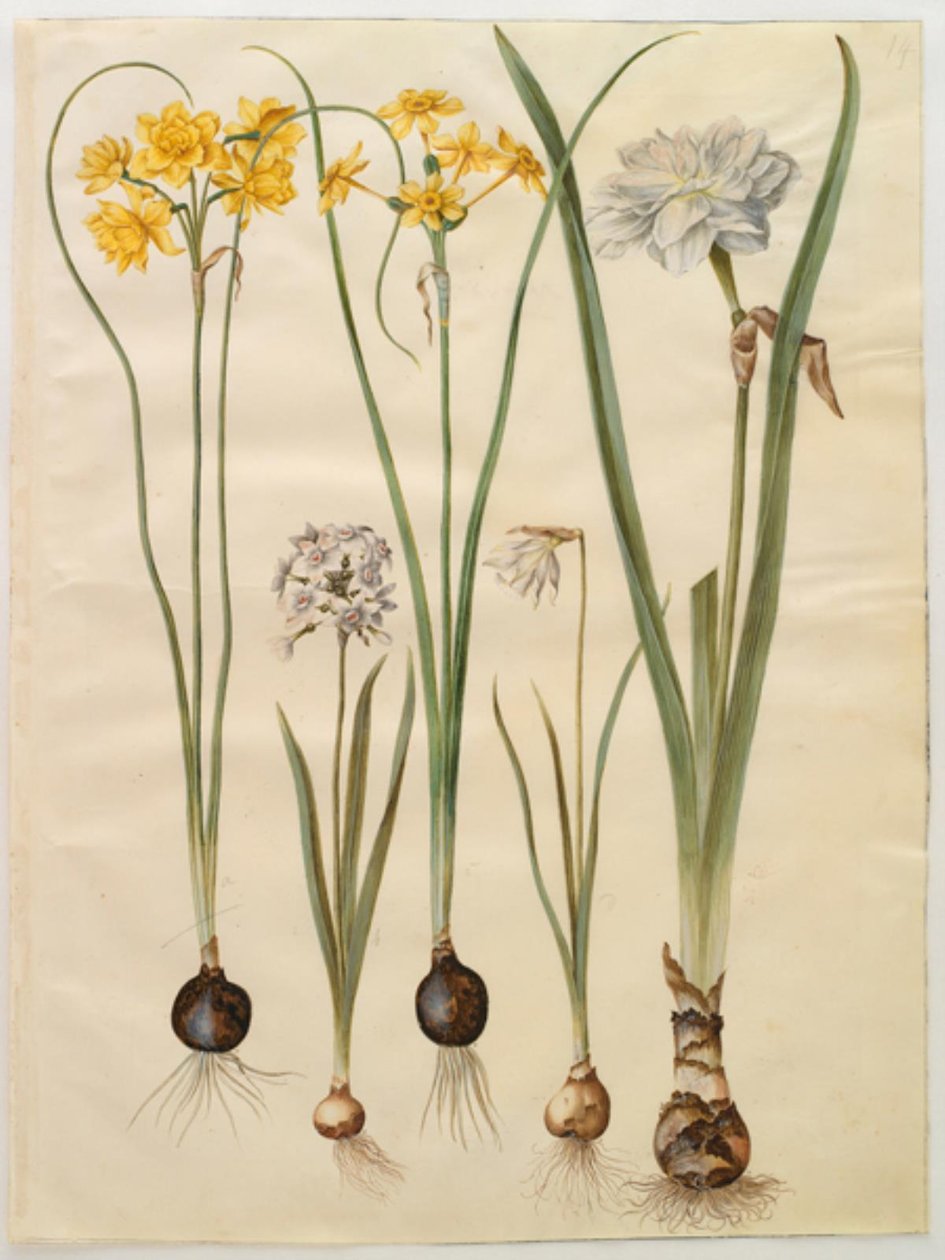 Narcissus jonquilla; Narcissus tazetta; Narcissus pseudonarcissus moschatus; Narcissus poeticus da Hans Simon Holtzbecker
