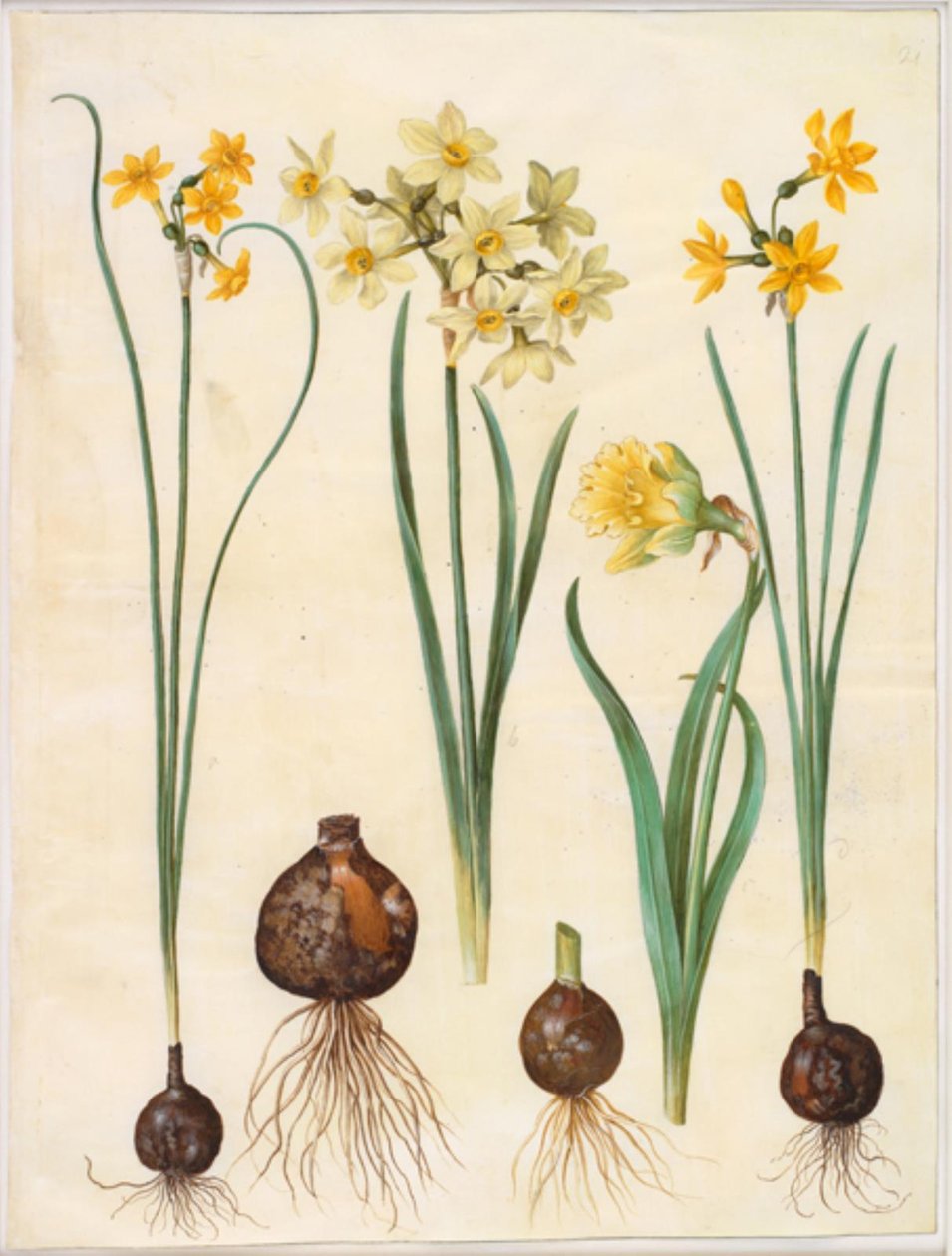 Narcissus jonquilla; Narcissus tazetta aureus; Narcissus pseudonarcissus bicolor da Hans Simon Holtzbecker