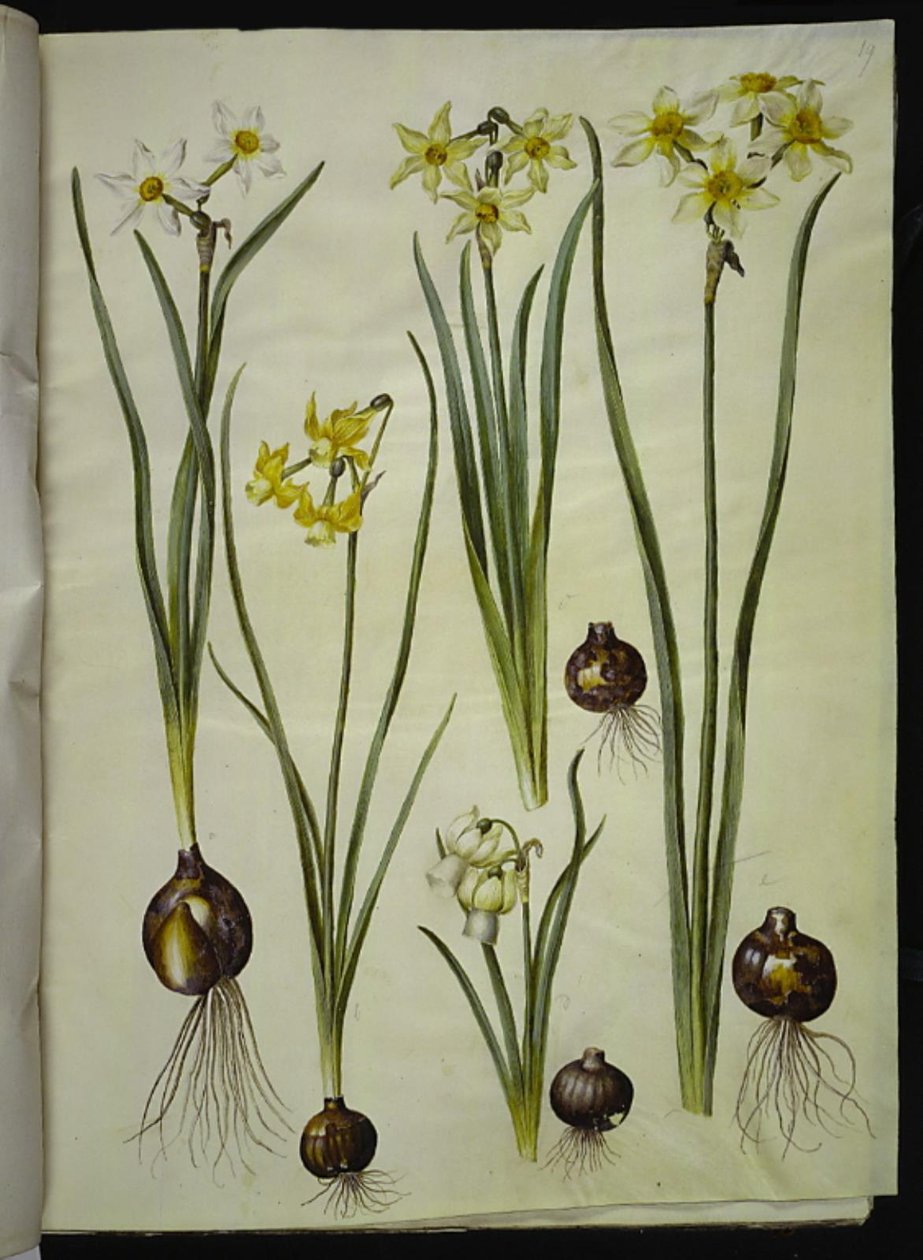 Narcissus poeticus; Narcissus triandrus; Narcissus × medioluteus da Hans Simon Holtzbecker
