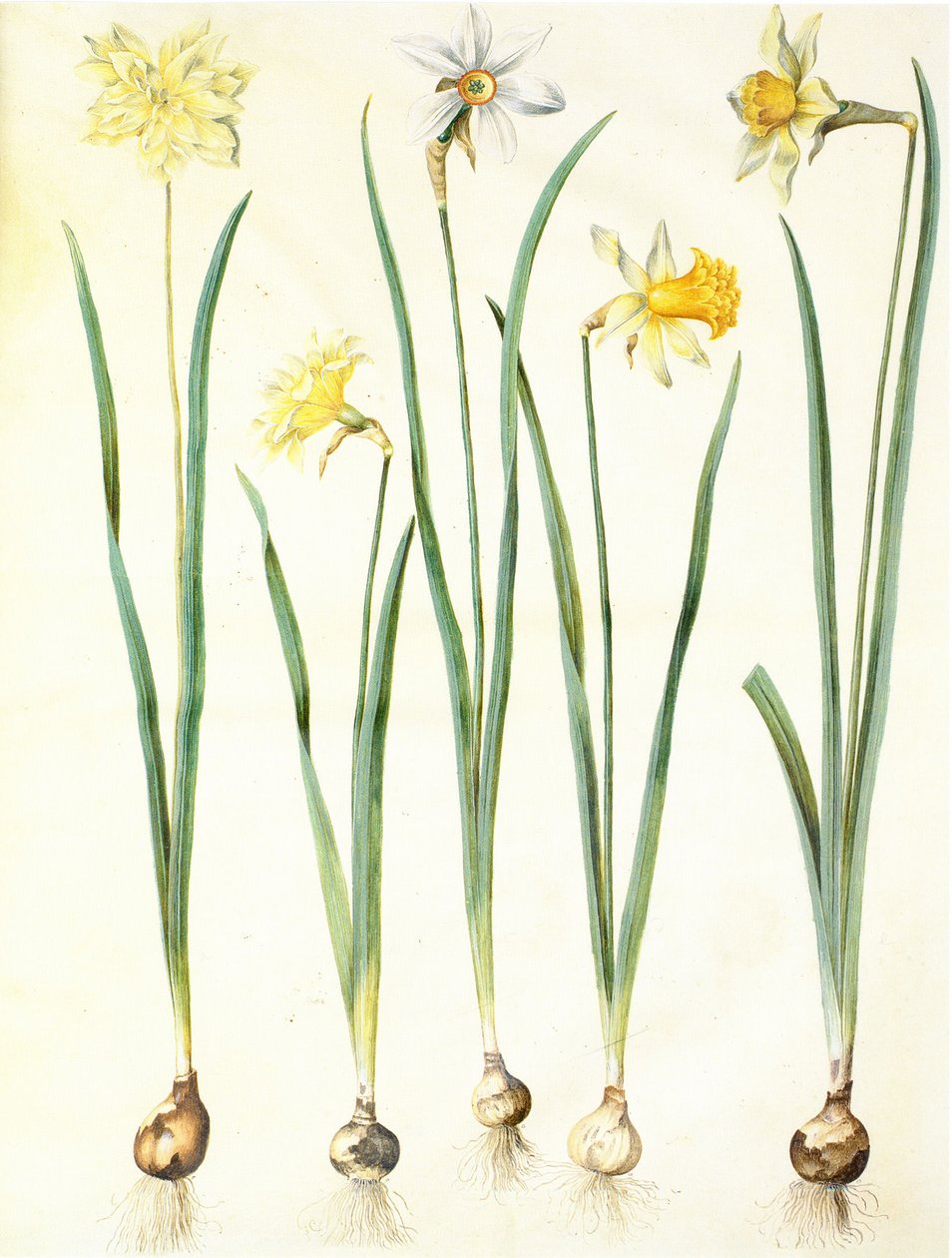 Narcissus pseudonarcissus, Narcissus poeticus, Narcissus × incomparabilis da Hans Simon Holtzbecker