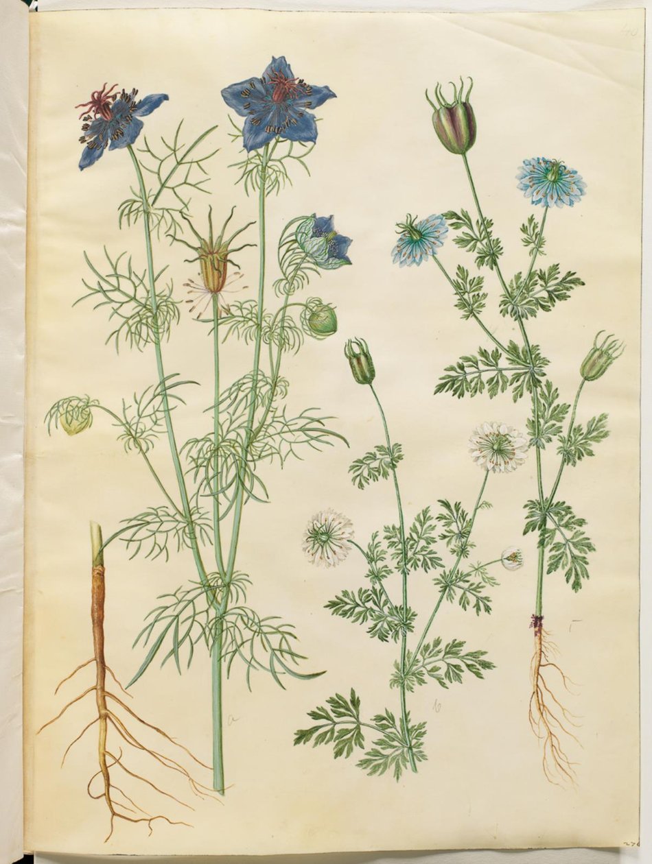 Nigella hispanica (diavolo nel cespuglio); Nigella sativa (cumino nero) da Hans Simon Holtzbecker