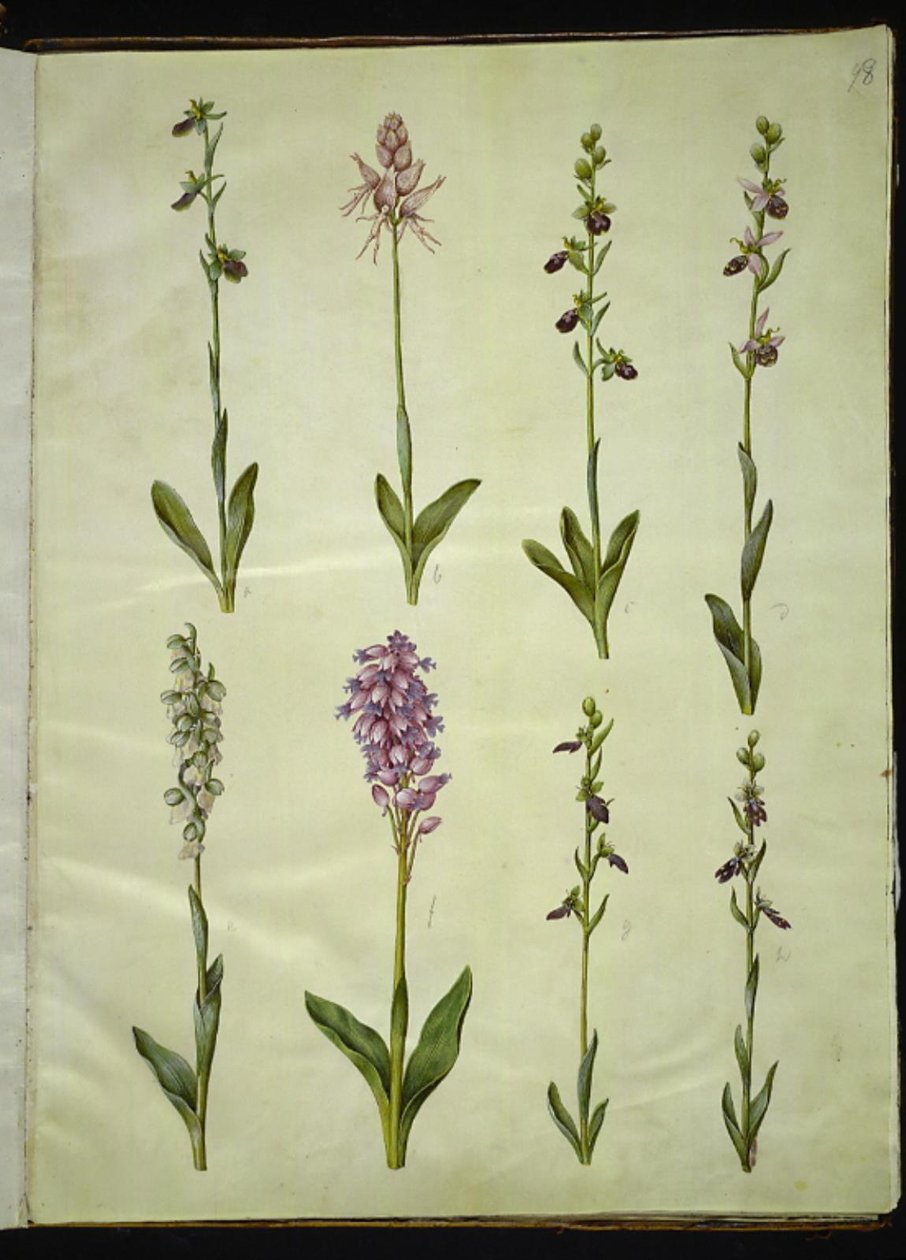 Ophrys apifera o Ophrys sphegodes (bi-flueblomst o tidlig flueblomst); "Orchis simia" (fantasiblomst); Ophrys apifera (bi-flueblomst); Orchis (gøgeurt); Orchis militaris (ridder-gøgeurt); Ophrys insectifera (almindelig flueblomst) da Hans Simon Holtzbecker