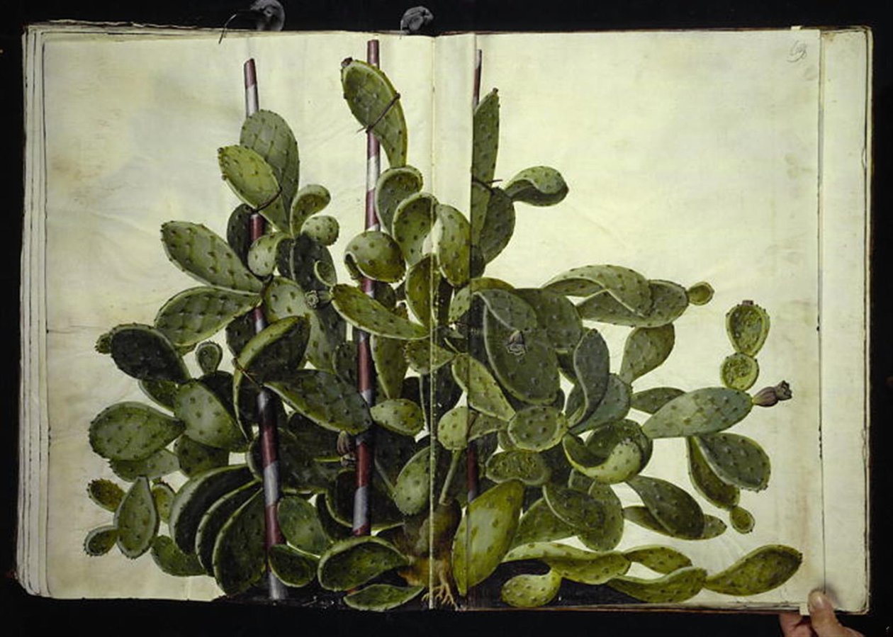 Opuntia ficus-indica, Opuntia humifusa o Opuntia monacantha (specie di fico d