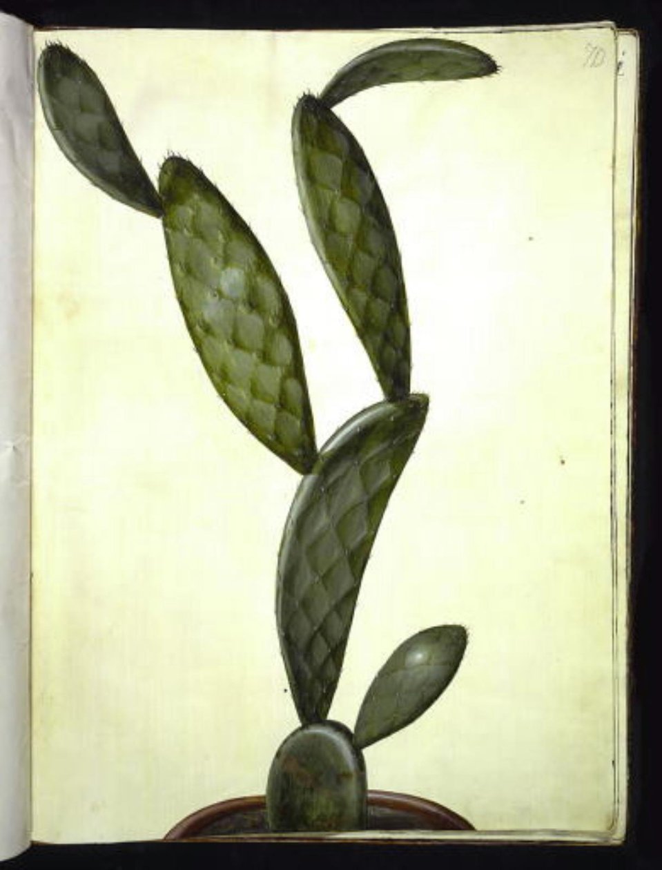 Opuntia monacantha (fico d