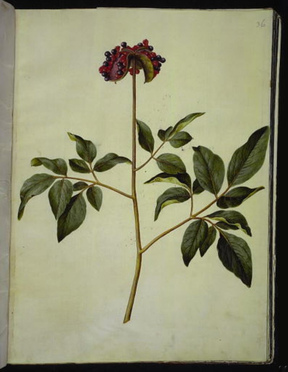 Paeonia mascula (peonia maschio) da Hans Simon Holtzbecker