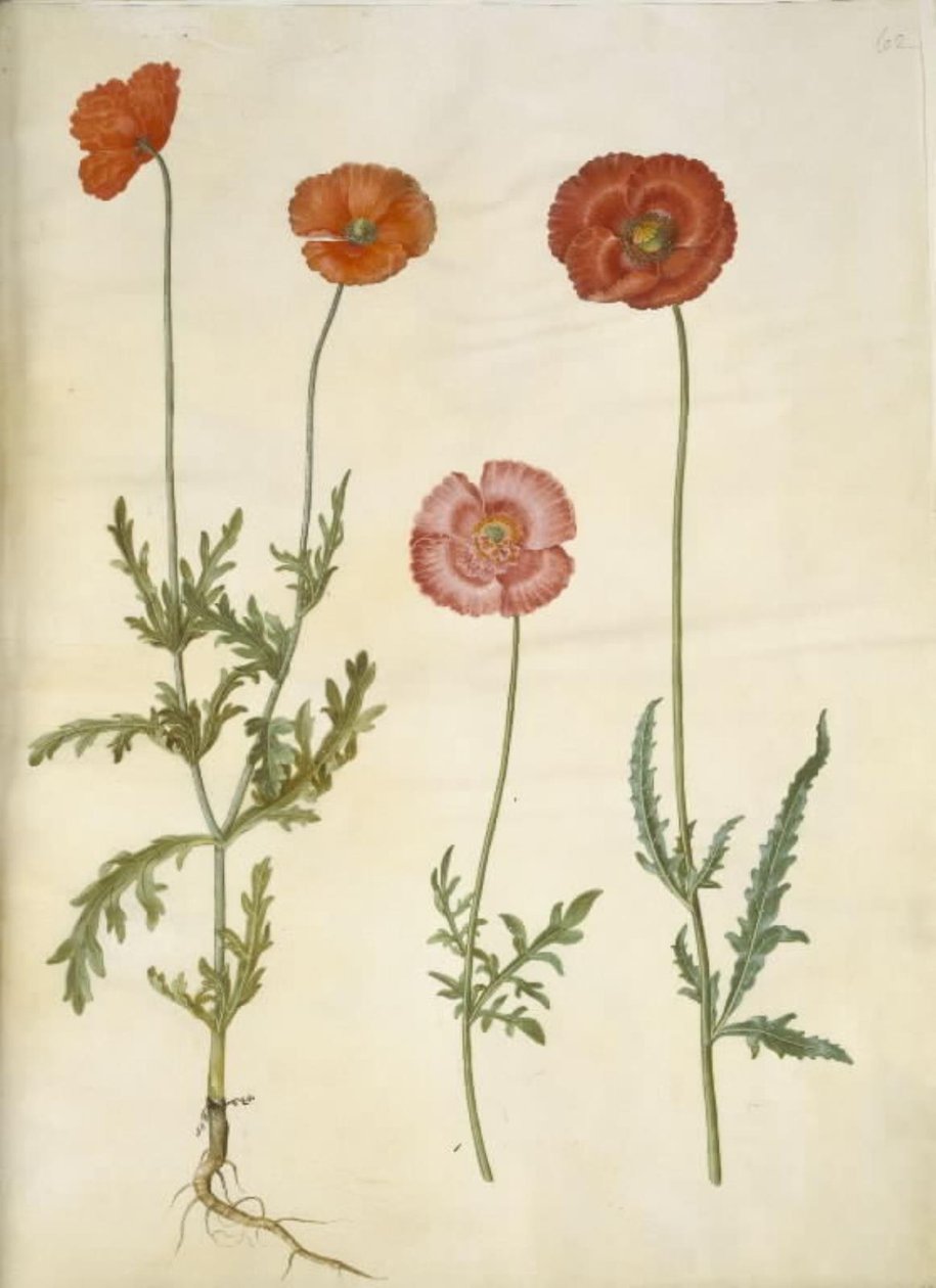 Papaver dubium (papavero dei campi); Papaver rhoeas (papavero comune) da Hans Simon Holtzbecker