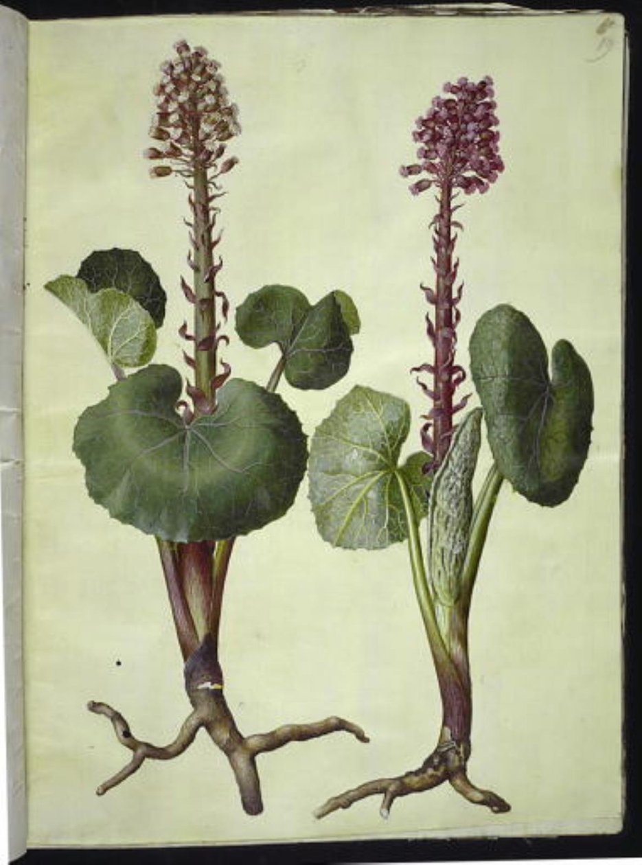 Petasites hybridus (farfaraccio maggiore) da Hans Simon Holtzbecker