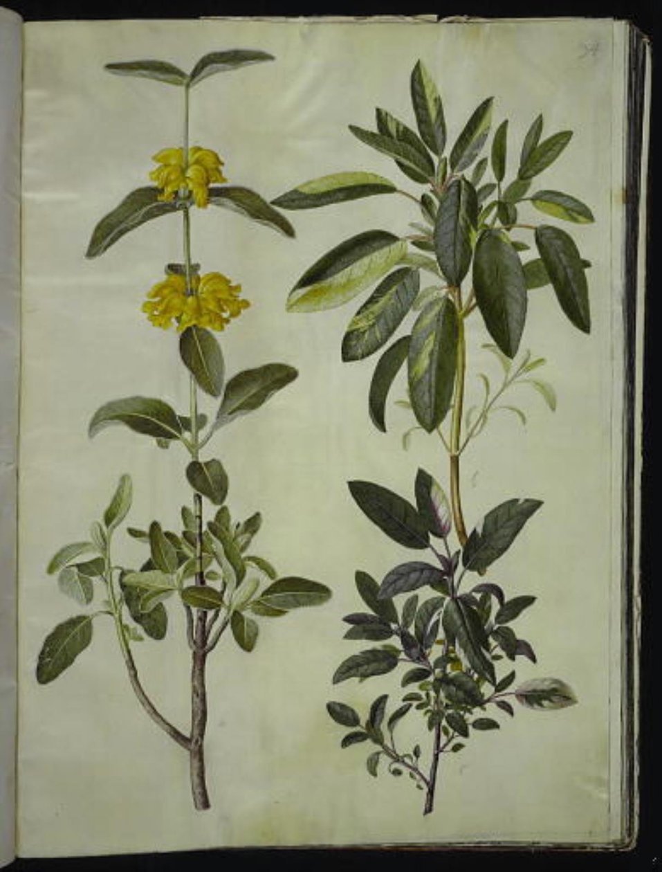 Phlomis fruticosa (coda di leone comune); Salvia officinalis (salvia officinale) da Hans Simon Holtzbecker
