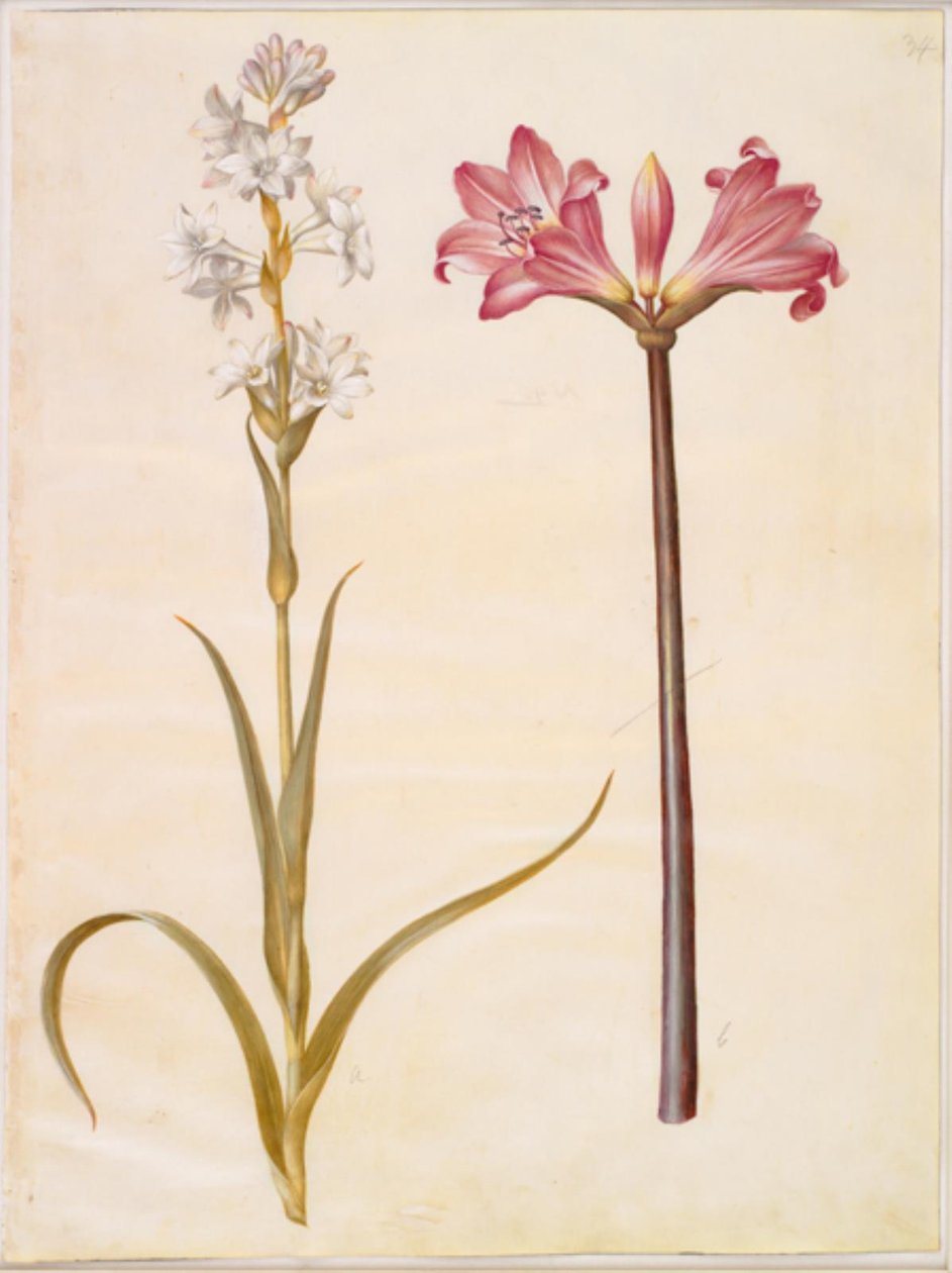 Polianthes tuberosa (tuberosa); Amaryllis belladonna (belladonnalilje) da Hans Simon Holtzbecker