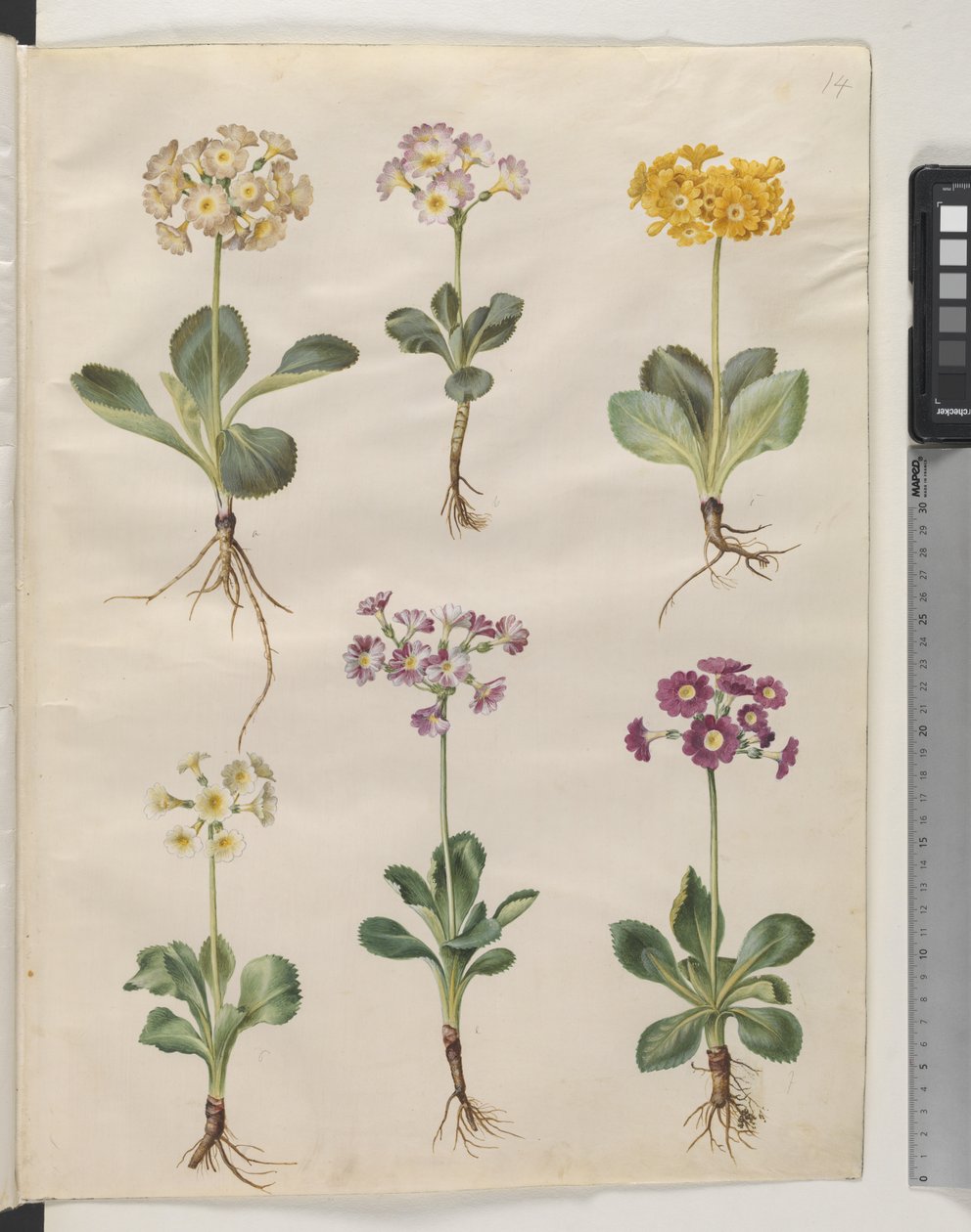 Primula ×pubescens Wulfen (auricola da giardino) da Hans Simon Holtzbecker
