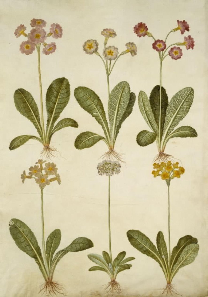Primula veris (ibrido di primula); Primula farinosa (primula farinosa) da Hans Simon Holtzbecker