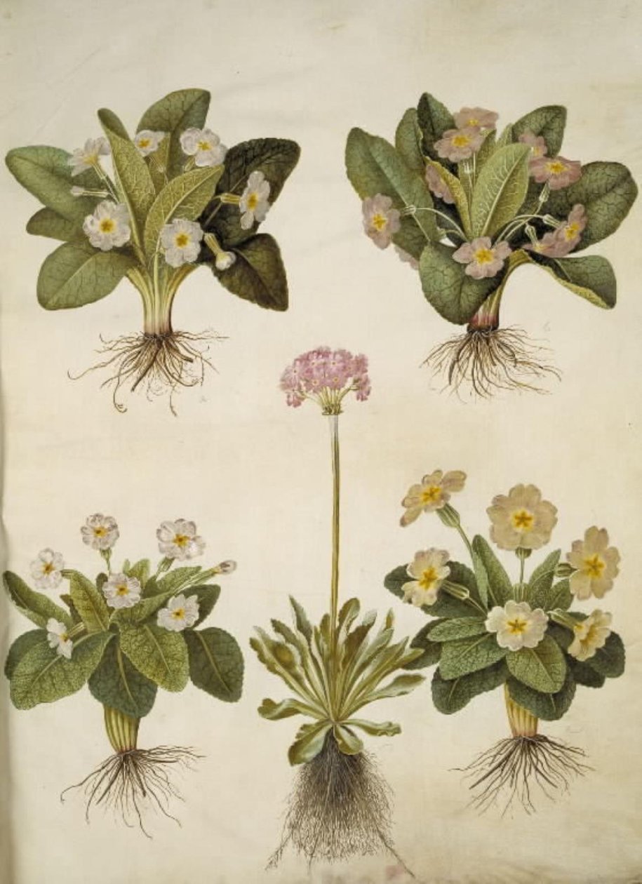 Primula vulgaris (ibrido di primula a grandi fiori); Primula farinosa (primula farinosa) da Hans Simon Holtzbecker