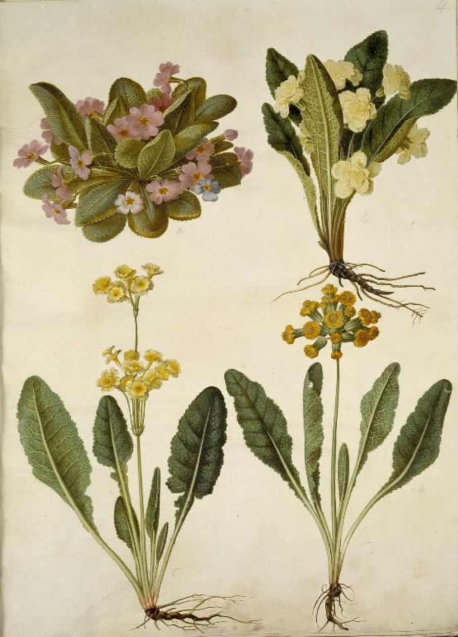 Primula vulgaris; Primula vulgaris (ibrido di primula a fiore grande); Primula veris (ibrido di primula comune) da Hans Simon Holtzbecker