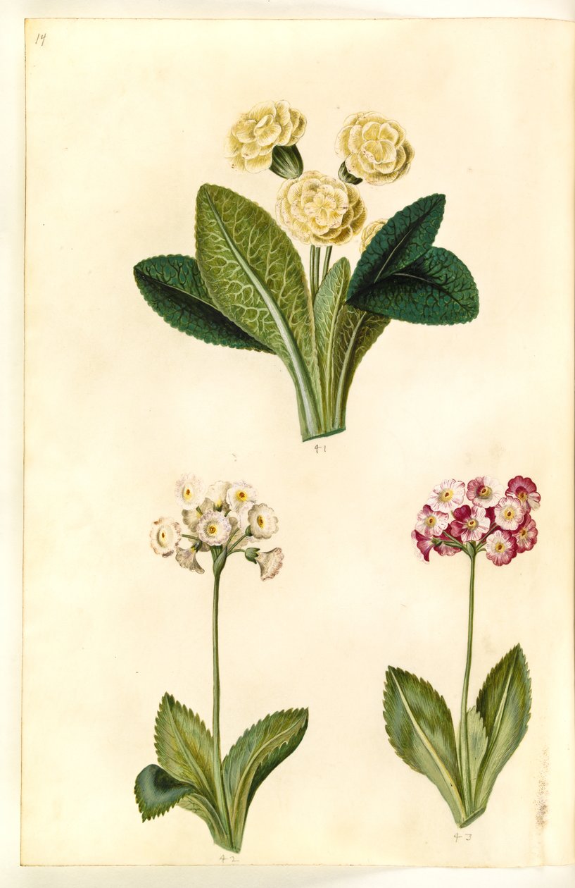 Primula vulgaris (primula a grandi fiori); Primula ×pubescens (auricola da giardino) da Hans Simon Holtzbecker