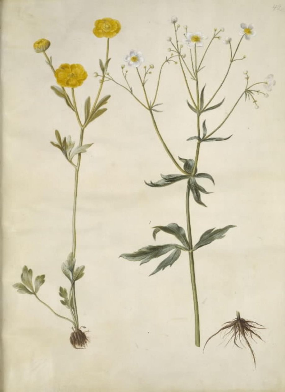 Ranunculus monspeliacus (ranuncolo di seta); Ranunculus aconitifolius (ranuncolo a foglie di aconito) da Hans Simon Holtzbecker